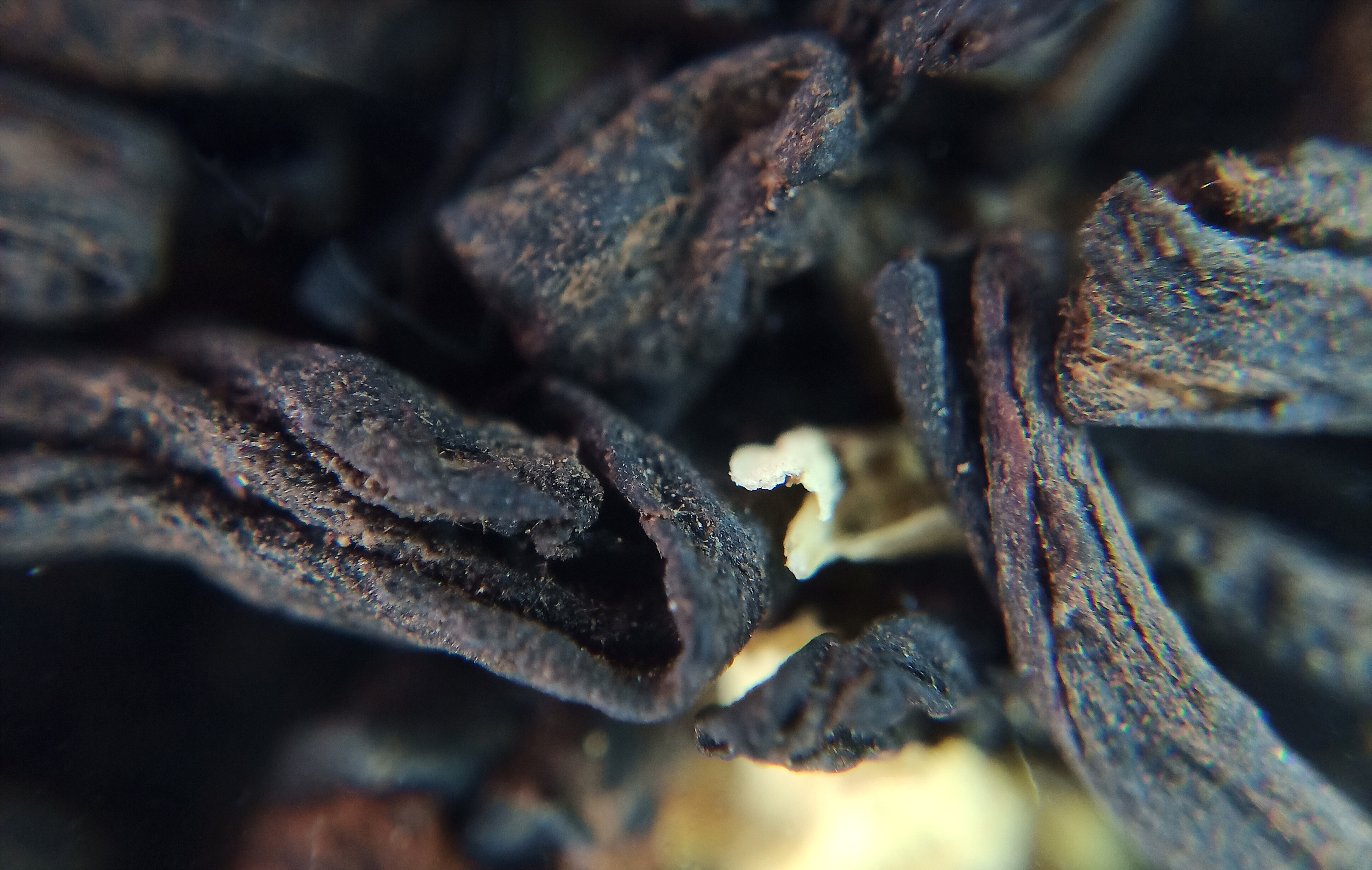 Clove Quality Specifications